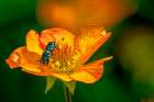 USA, Colorado, Fort Collins. Bicolored sweat bee on orange flower. Art Print